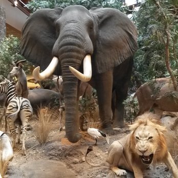 Cabela's - They have a great African display in the middle of the store - Guns & Ammo Near Me - Verdi, Nevada Cabela's - They have a great African display in the middle of the store - Guns & Ammo Near Me - Verdi, Nevada