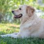 Photo of Karma Dog Training