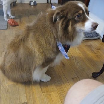 Great Paws Pet Spa - Pet Groomers Near Me - Fayetteville, North Carolina