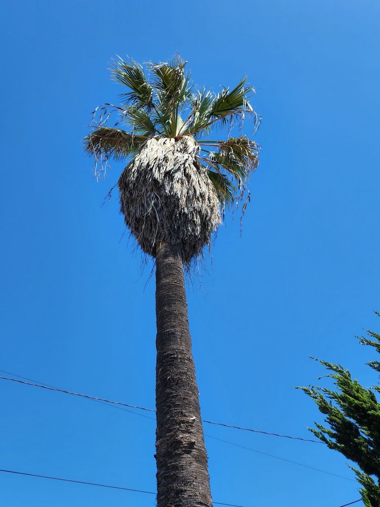 JYL Affordable Tree Care Services - tree service in Lynwood , CA