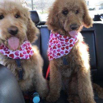 Ranee's Rascals - Pet Groomers Near Me - Thousand Oaks, California Ranee's Rascals - Pet Groomers Near Me - Thousand Oaks, California