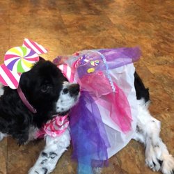 Southern Mobile Animal Care - one of the sweetest entries to the Halloween contest 2019!