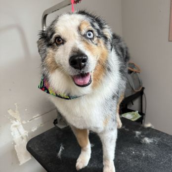 Wagging Tails - Pet Groomers Near Me Wagging Tails - Pet Groomers Near Me