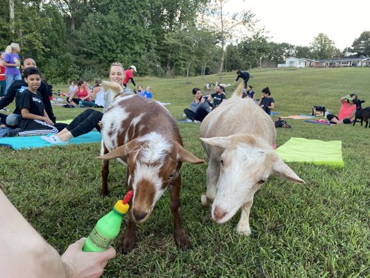 The Little Goat Farm at the Lake by null