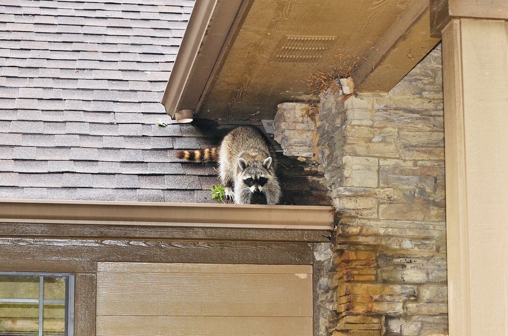 RODENT PREVENTION SERVICES Updated June 2024 19214 Clay Rd, Katy