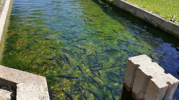 Bucksnort Trout Ranch by null