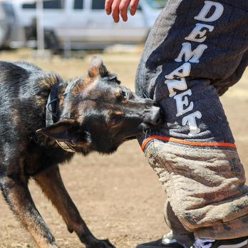 Emily's K9 Training - Personal Protection Training with Geralt - Pet Boarding Near Me - Castaic, California Emily's K9 Training - Personal Protection Training with Geralt - Pet Boarding Near Me - Castaic, California