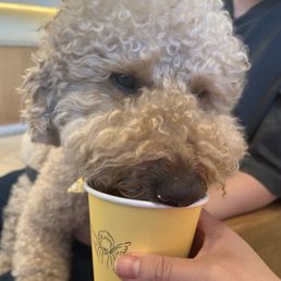 Pup cup! Pup cup!