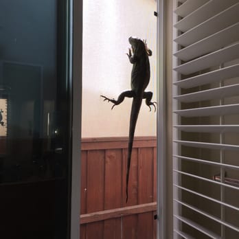 Mobile Screen Shop - Athena can grasp and hang onto this new pet screen much better than the older fiber/metal screens! - Windows Installation Near Me Mobile Screen Shop - Athena can grasp and hang onto this new pet screen much better than the older fiber/metal screens! - Windows Installation Near Me