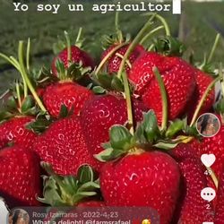 Rafael Farm’s - Best strawberries !!