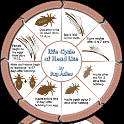 Lice Clinics of America