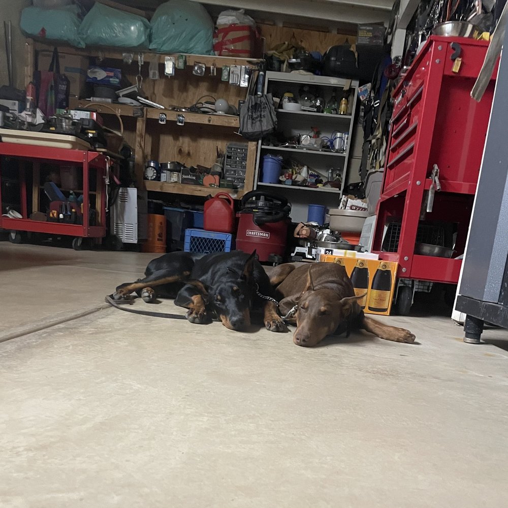 Smart Dog Training School - Them in stay position - Pet Training Near Me - Palmdale, California Smart Dog Training School - Them in stay position - Pet Training Near Me - Palmdale, California