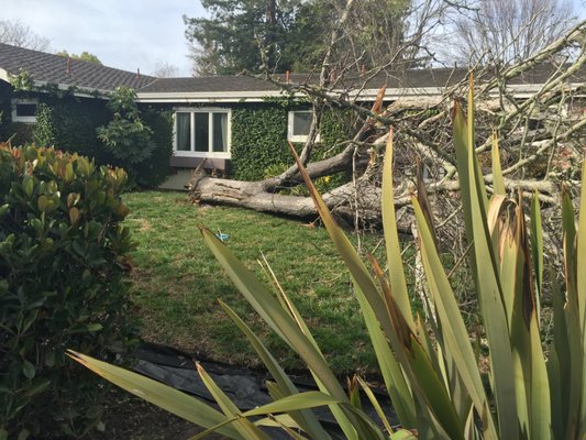 EC TREE SERVICE - Updated February 2026 - 128 Photos & 468 Reviews ...