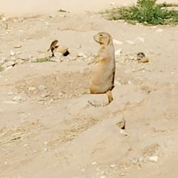 Living Desert Zoo & Gardens State Park - Prairie Dog!