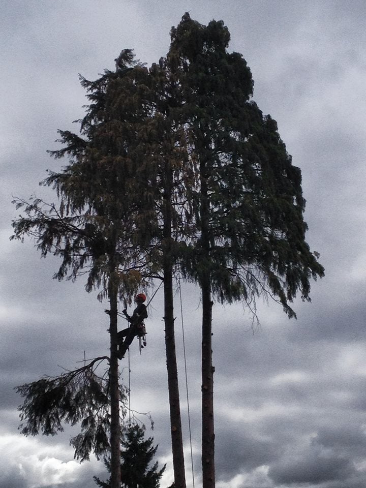 RC Hortipedia - tree service in Portland, OR