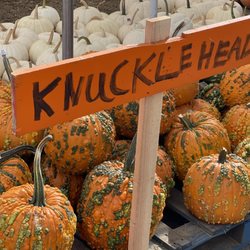 Mr. Jack O' Lanterns Pumpkins