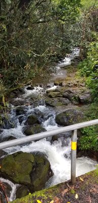 Orchid Tree Bed & Breakfast by null