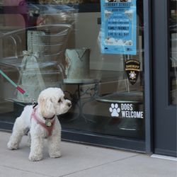 It's A Sweet Life - Dogs Welcome! @tiffhuangry