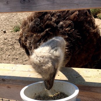 Ostrichland USA - Attraction Farms Near Me - Solvang, California Ostrichland USA - Attraction Farms Near Me - Solvang, California
