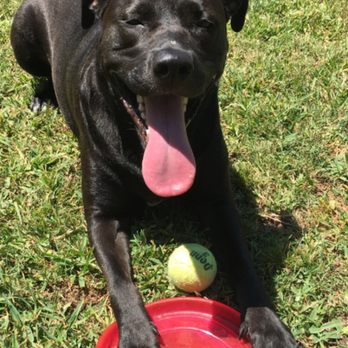 Houston SPCA - Animal Shelters Near Me - Houston, Texas Houston SPCA - Animal Shelters Near Me - Houston, Texas