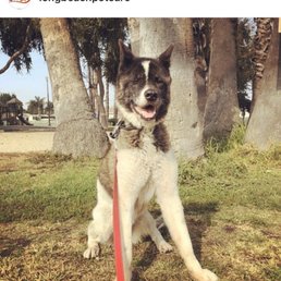 Here's a photo from one of her walks with Long Beach Pet Care.