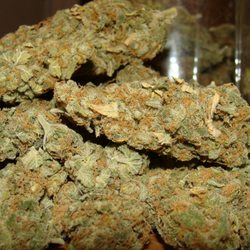 Max Weight Loss Store - AK 47