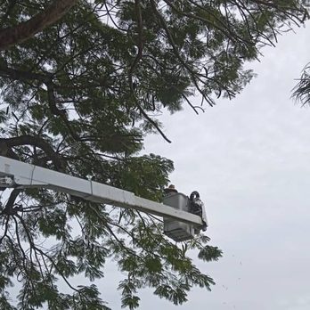 Martin's Tree Solution - a man working on a tree - Landscaping Near Me Martin's Tree Solution - a man working on a tree - Landscaping Near Me