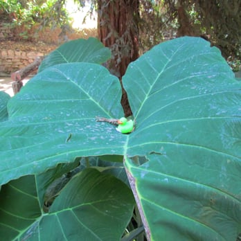Fern Dell - A green rubber ducky amid the leaves. - Hiking Near Me - Los Angeles, California
