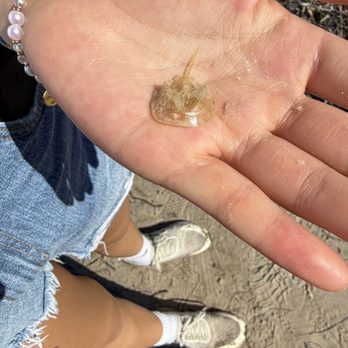 Key Vista Nature Park - Horseshoe crab molt - Parks Near Me - Holiday, Florida Key Vista Nature Park - Horseshoe crab molt - Parks Near Me - Holiday, Florida