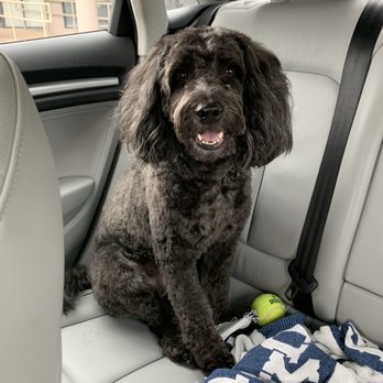 Planet Pet Spa - After - Pet Groomers Near Me - San Antonio, Texas Planet Pet Spa - After - Pet Groomers Near Me - San Antonio, Texas