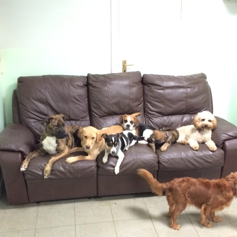 CAREFREE CANINES Dog Walkers Unit 1The Old Bakery, Prestonpans