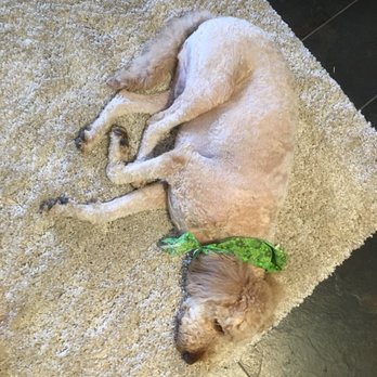 Bath Brush and Beyond - Pet Groomers Near Me - Albuquerque, New Mexico