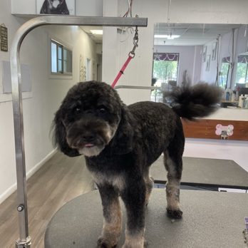 Pretty Paws - Pet Groomers Near Me - Aurora, Colorado