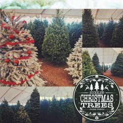 Buckelew Christmas Trees