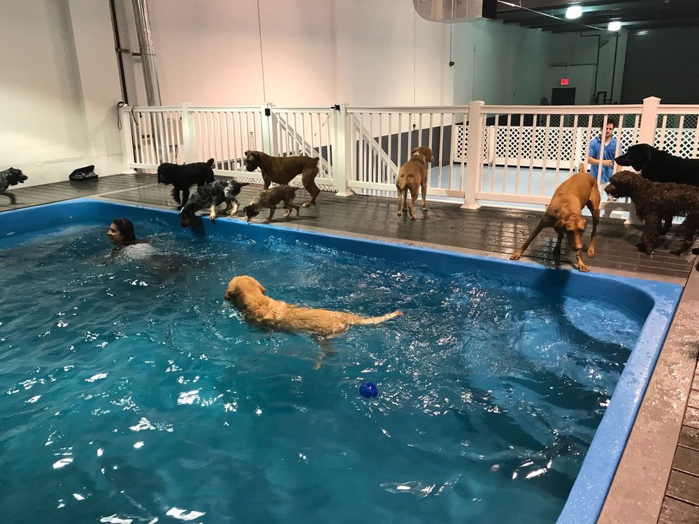 ALL DOGS IN THE CITY 26 Photos & 12 Reviews Pet Groomers 1873