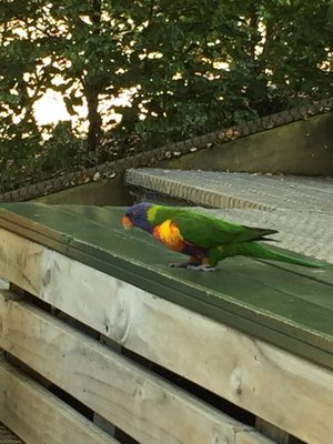 Kiwi Park Queenstown by null