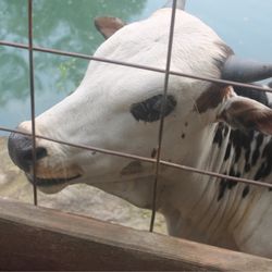 Bull