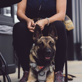 Black Anchor K9 - Pet Training Near Me Black Anchor K9 - Pet Training Near Me