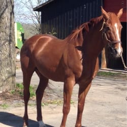 Margaux Farm - Check out this stud:-)