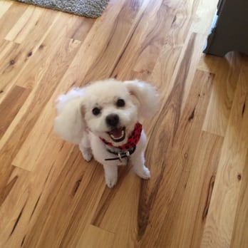 Fancy Paws - Happy dog :) - Pet Groomers Near Me - Carson, California