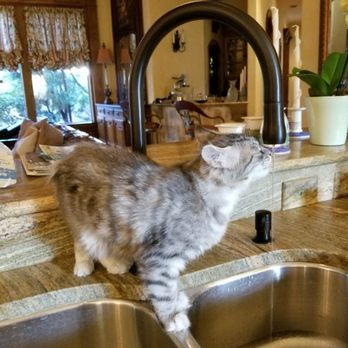 PAWS & House Sitting Services - Tiger loves playing in the water - Pet Sitting Near Me PAWS & House Sitting Services - Tiger loves playing in the water - Pet Sitting Near Me