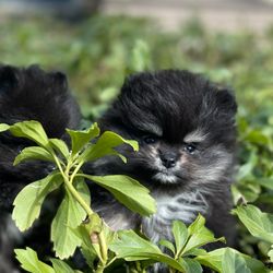 Dog Days Inn Pet Resort & Spa - Coco in the pachysandra
