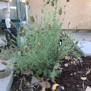 Green Valley Nursery - Green Valley Lavender - Nurseries & Gardening Near Me - Lancaster, California