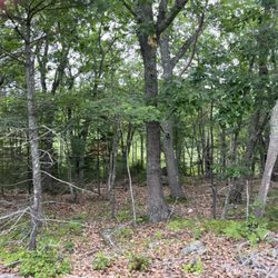Downeast Scenic Railroad - Most of the scenery looks like this. If you look closely, you can see the old telegraph line.