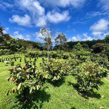 Honolii Orchards - Lovely view - Food Tours Near Me - Hilo, Hawaii