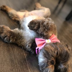 lulu's grooming salon