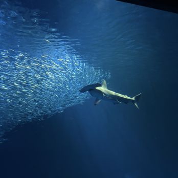 Monterey Bay Aquarium - Hammer head shark - Aquariums Near Me - Monterey, California