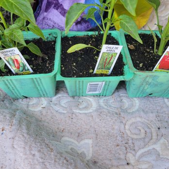 Classic Nursery - Nurseries & Gardening Near Me - Sun Valley, California Classic Nursery - Nurseries & Gardening Near Me - Sun Valley, California