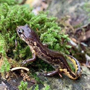 Sue-Meg State Park - Salamander in situ - Parks Near Me - Trinidad, California