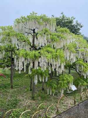 Ashikaga Flower Park by null